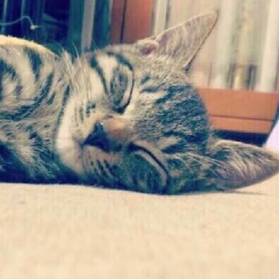 46猫・ω・