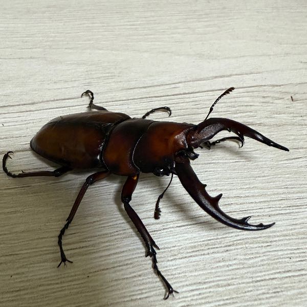 なかの