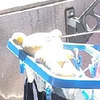カワグチ